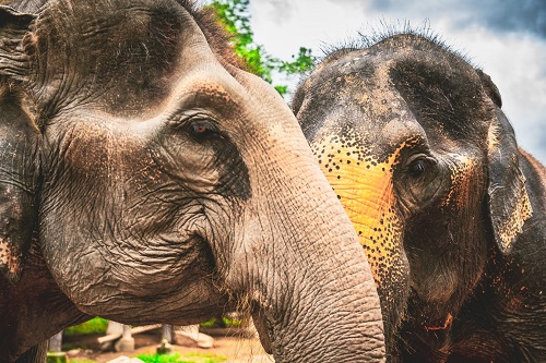 Full-Day Floating Market & Elephant World Sanctuary(Pattaya) Thumbnail